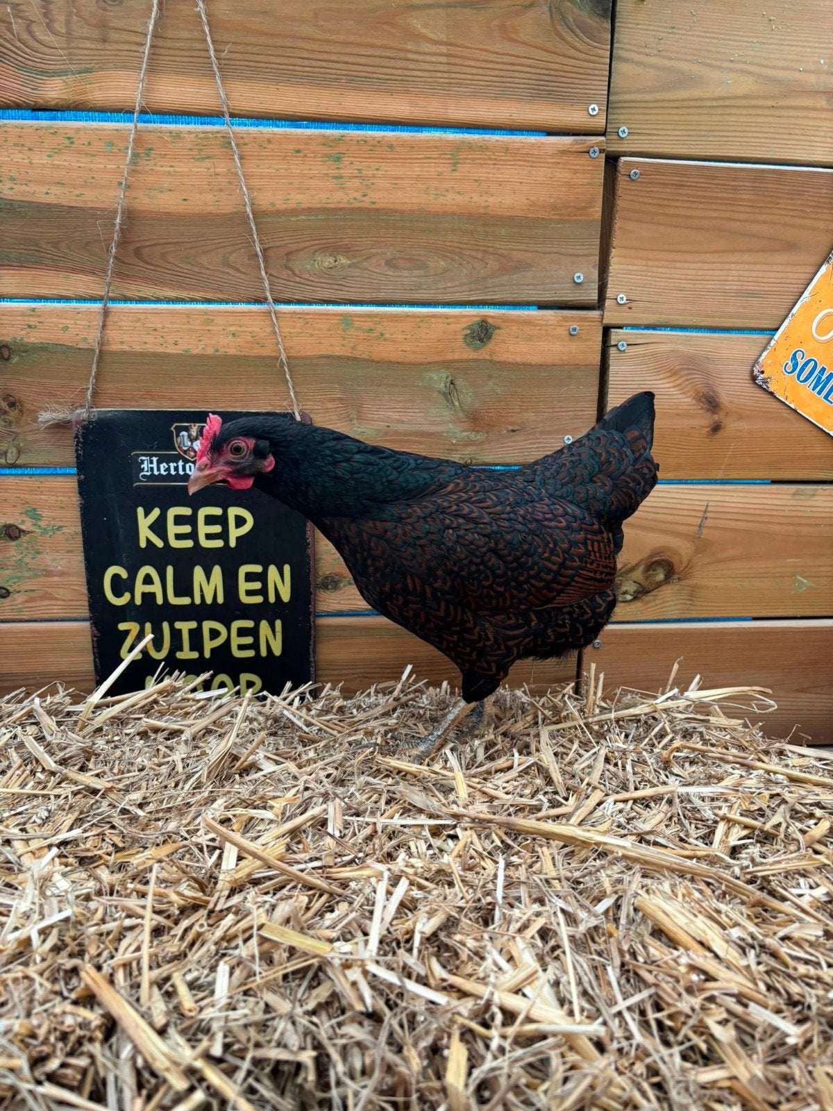 te koop drie kriel Barnevelders, Vrouwelijk, Kip