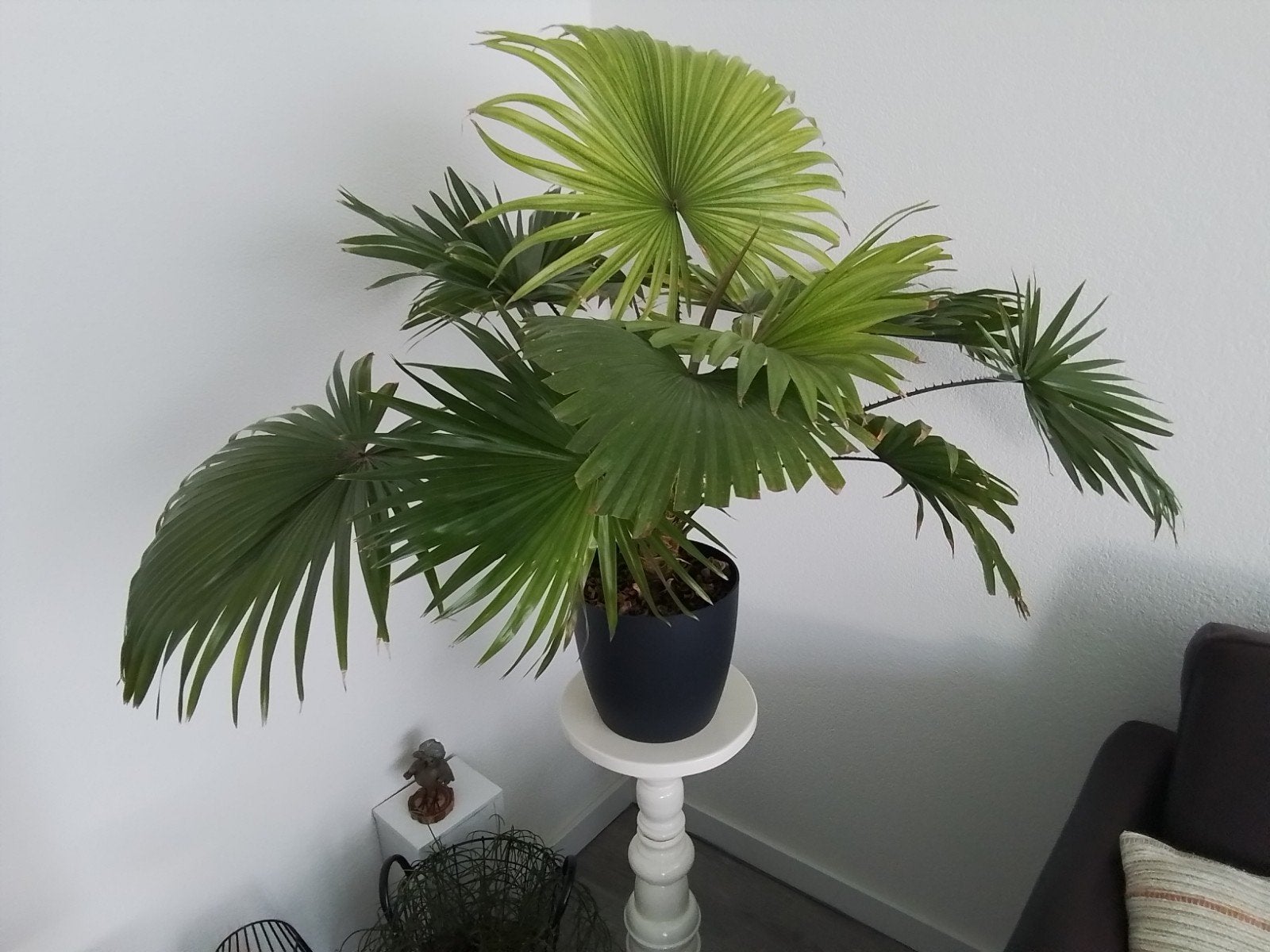 palm voor binnen, Ophalen, Halfschaduw, Minder dan 100 cm