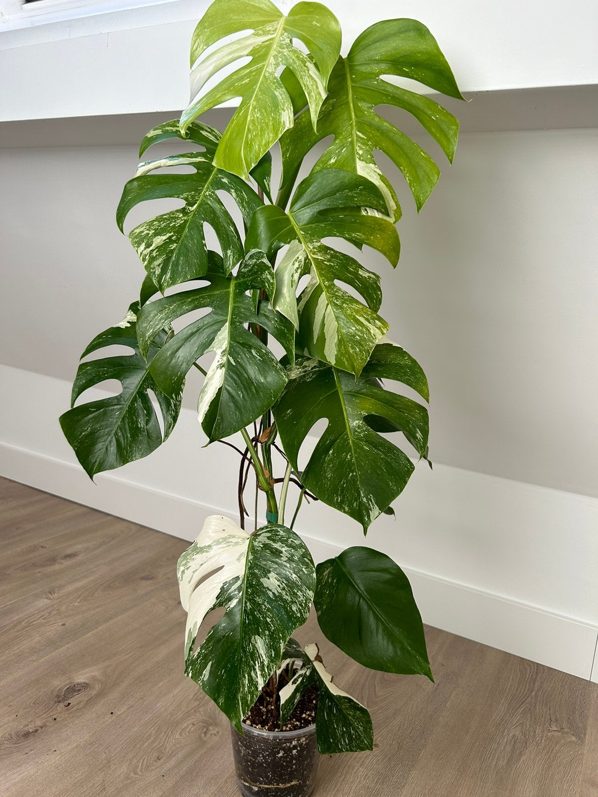 Monstera Albo Variegata #8, Ophalen, Halfschaduw, Minder dan 100 cm