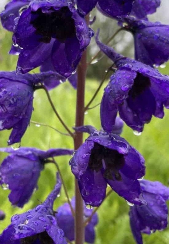 Delphinium Black Knight P9 - ridderspoor, Overige soorten, Volle zon, Vaste plant, Ophalen of Verzenden