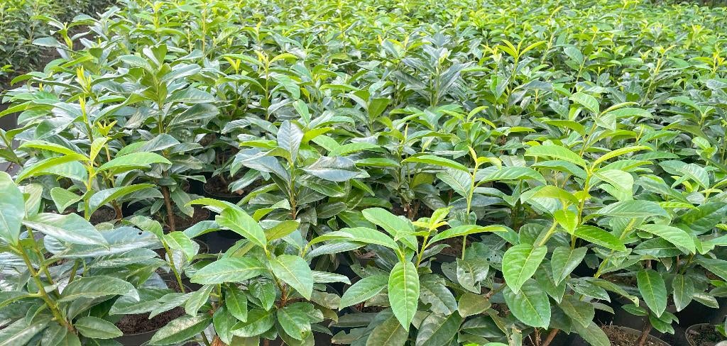 Laurier Genolia in 3 liter pot, smal groeiend soort🪴, Tuin en Terras, Planten | Struiken en Hagen, Ophalen, Laurier, Haag, Minder dan 100 cm
