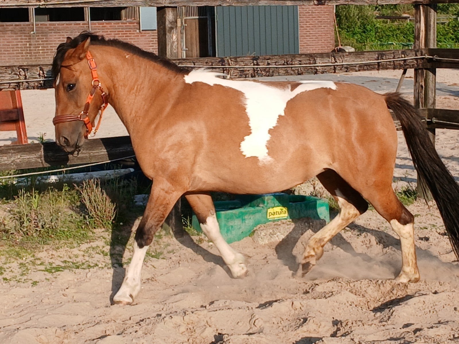 Bonte B/C merrie 3 jaar, Dieren en Toebehoren, Merrie, 3 tot 6 jaar, C pony (1.27m tot 1.37m), Gechipt