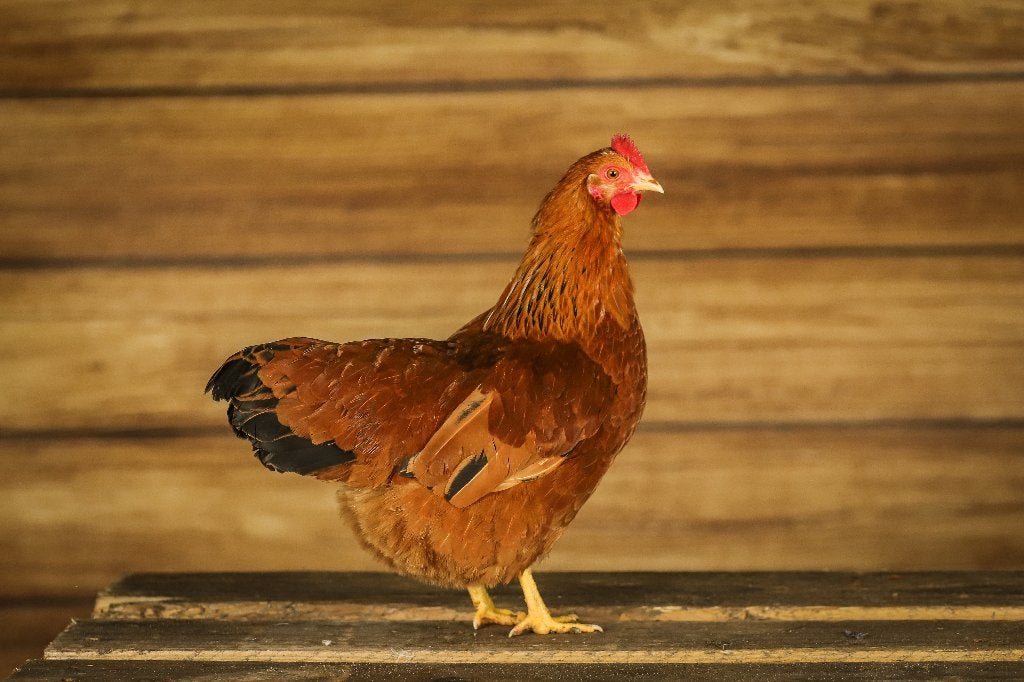 New Hampshire krielen | Goede leggers | Passend advies, Meerdere dieren, Kip