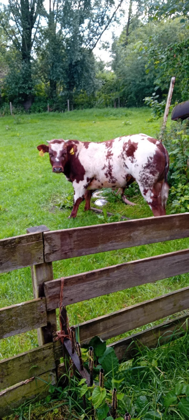 vrb dikbil stier vader ki  dario van de pesake, Dieren en Toebehoren, Runderen, Mannelijk, 0 tot 2 jaar