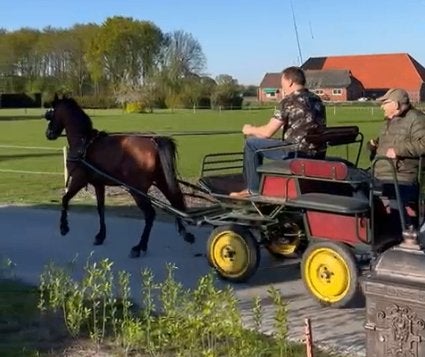 menwagen voor a/b/c pony, Dieren en Toebehoren, Gebruikt, Marathonwagen, Pony