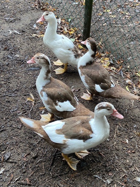 Te koop Muskus /Kaapse eenden, Dieren en Toebehoren, Meerdere dieren, Eend