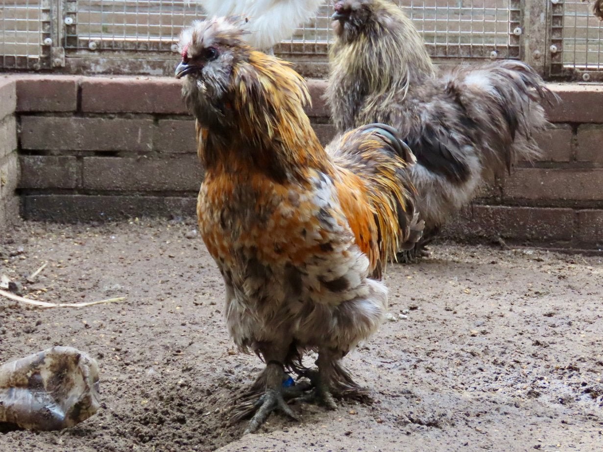 Baksteen, zijdehoen kruising, Dieren en Toebehoren, Pluimvee, Mannelijk, Kip