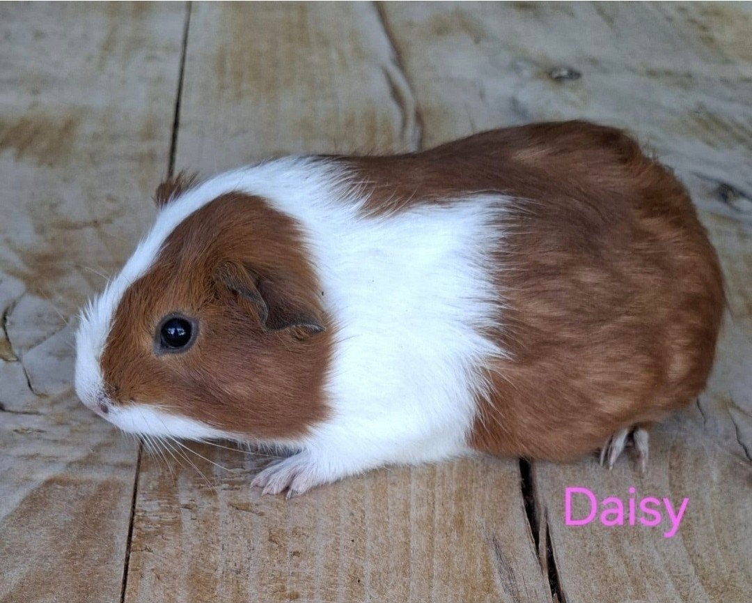 jonge cavia zeugjes, Dieren en Toebehoren, Cavia, Augustus, Vrouwelijk, Tam