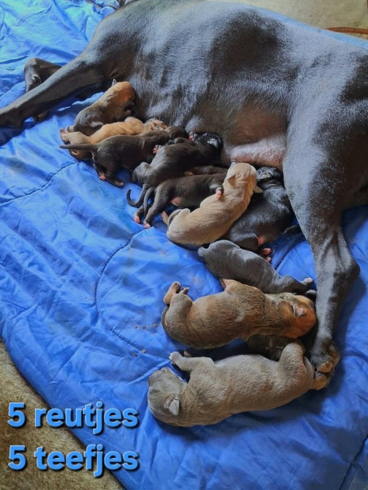 Mooie gezonde pups geboren op 29-06-2026, Parvo, 8 tot 15 weken, Meerdere, Meerdere dieren