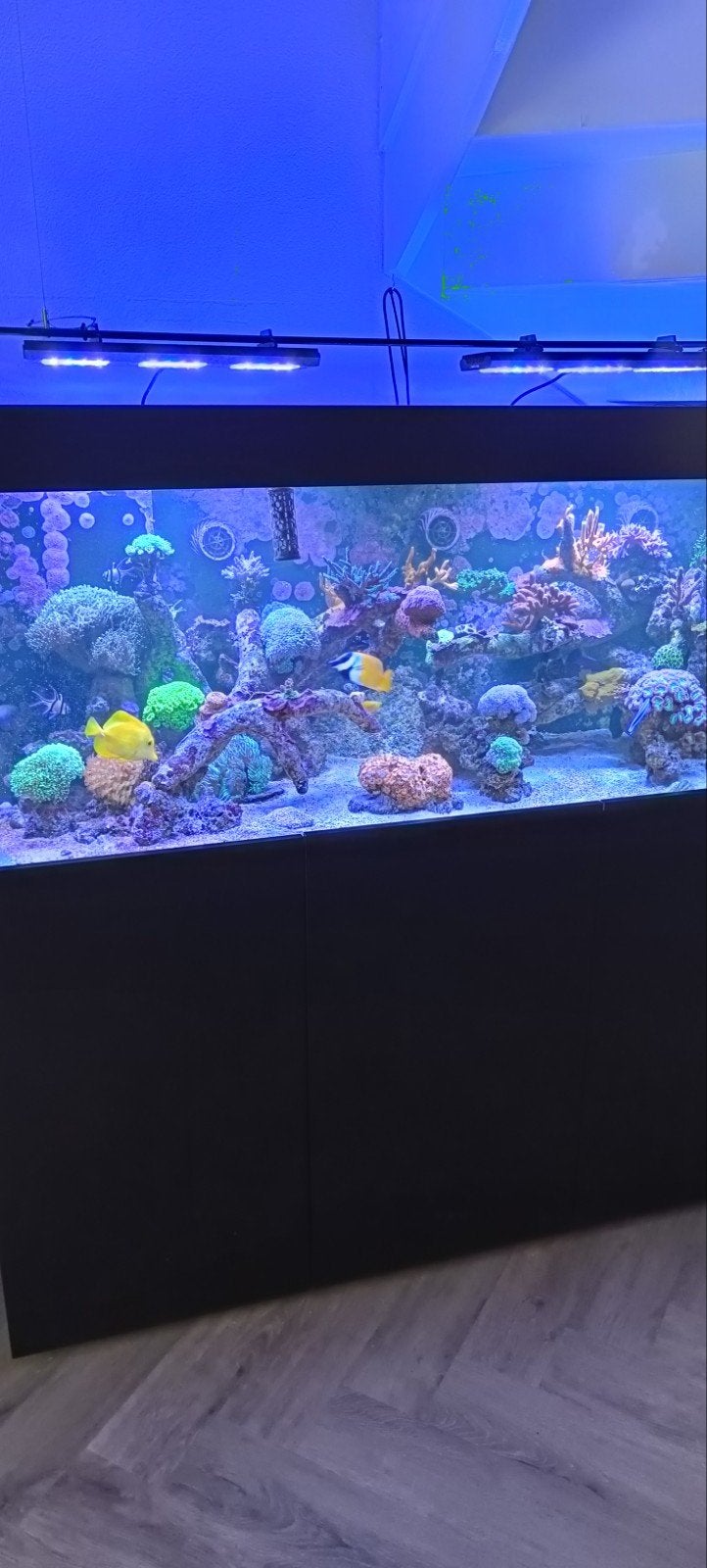 prachtig gezond rif aquarium high end te koop, Dieren en Toebehoren, Ophalen, Inclusief deksel, Zo goed als nieuw, Leeg aquarium
