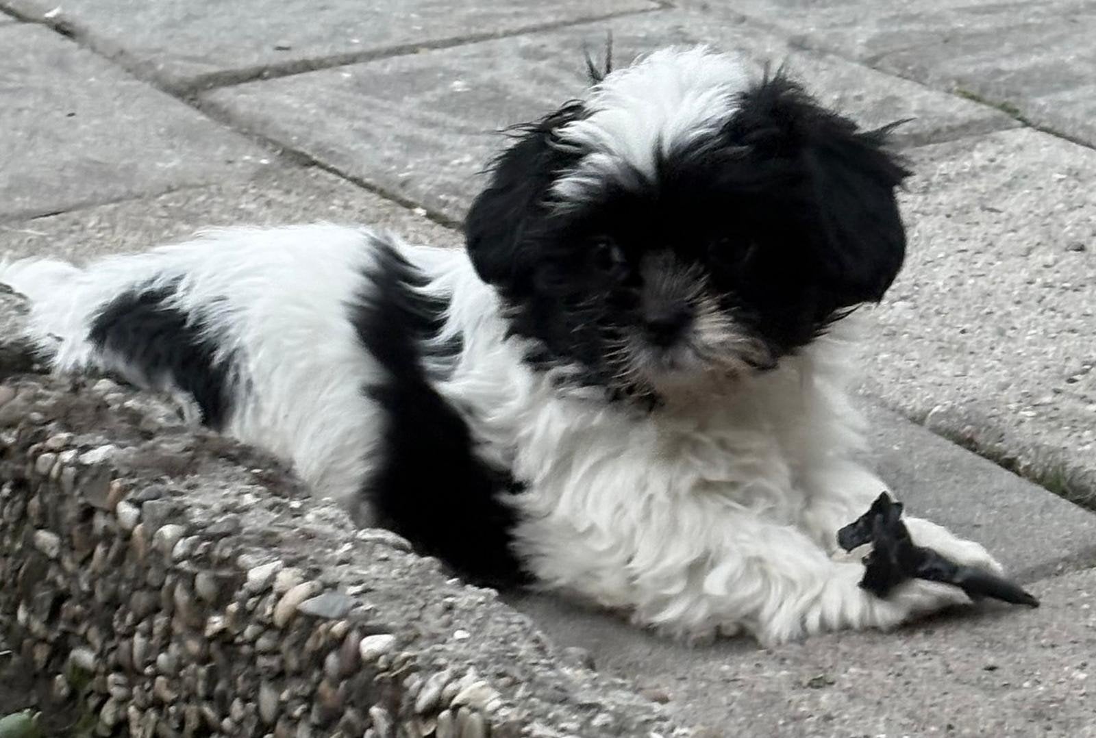 Super sociale lieve boomer pups, Dieren en Toebehoren, Parvo, Overige rassen, 8 tot 15 weken, Meerdere