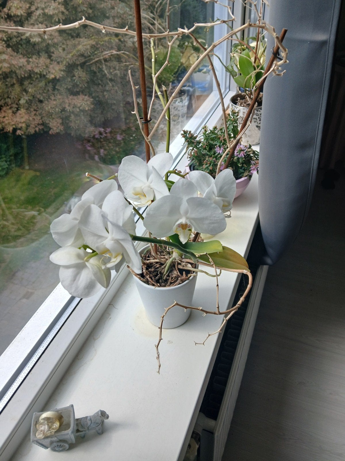 2 mooie orchideeën, Ophalen of Verzenden, Zo goed als nieuw