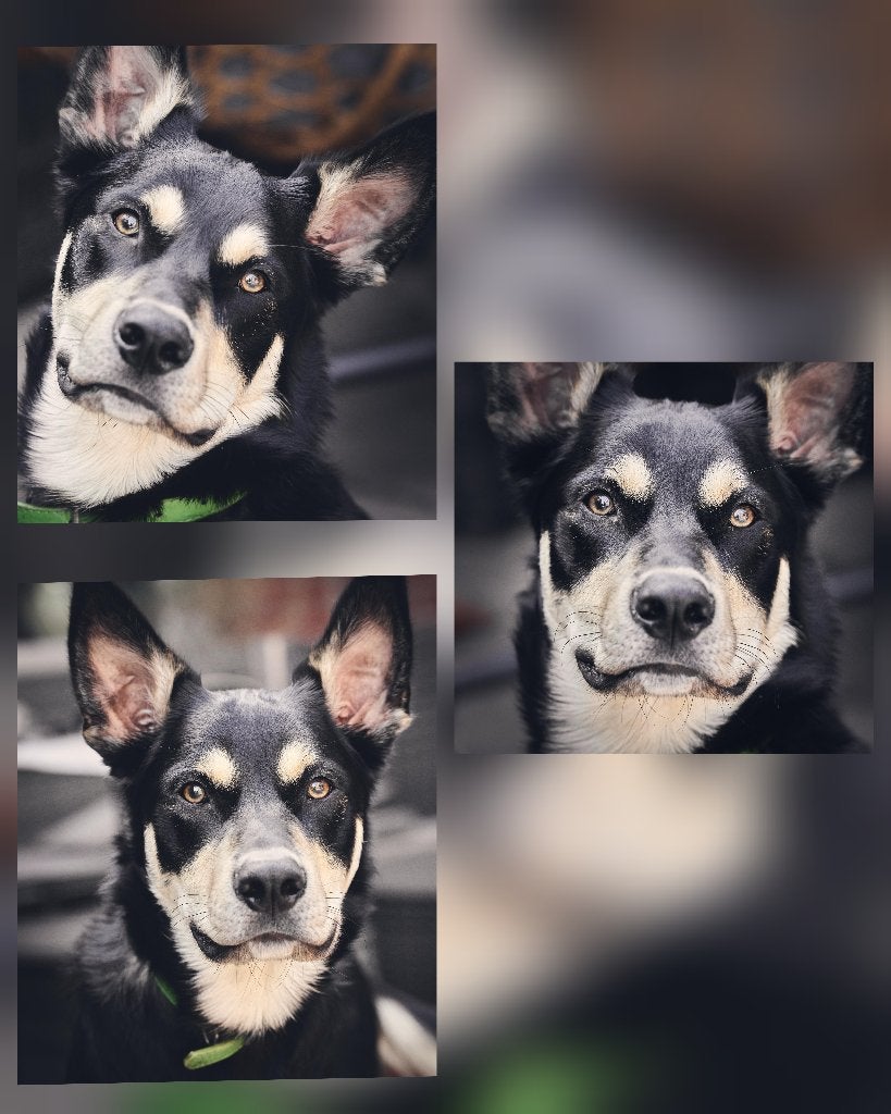 Kelpie, Dieren en Toebehoren, Honden | Herdershonden en Veedrijvers, Reu, 1 tot 2 jaar, Eén hond, Herder