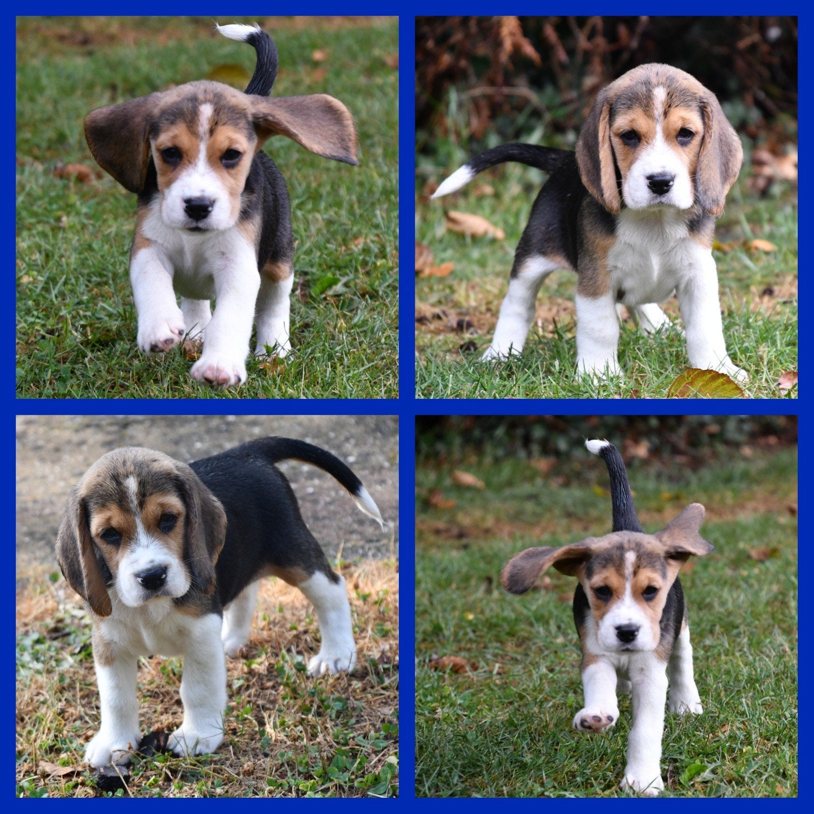 Prachtige Beagle pups, Parvo, Beagle, 8 tot 15 weken, Meerdere dieren