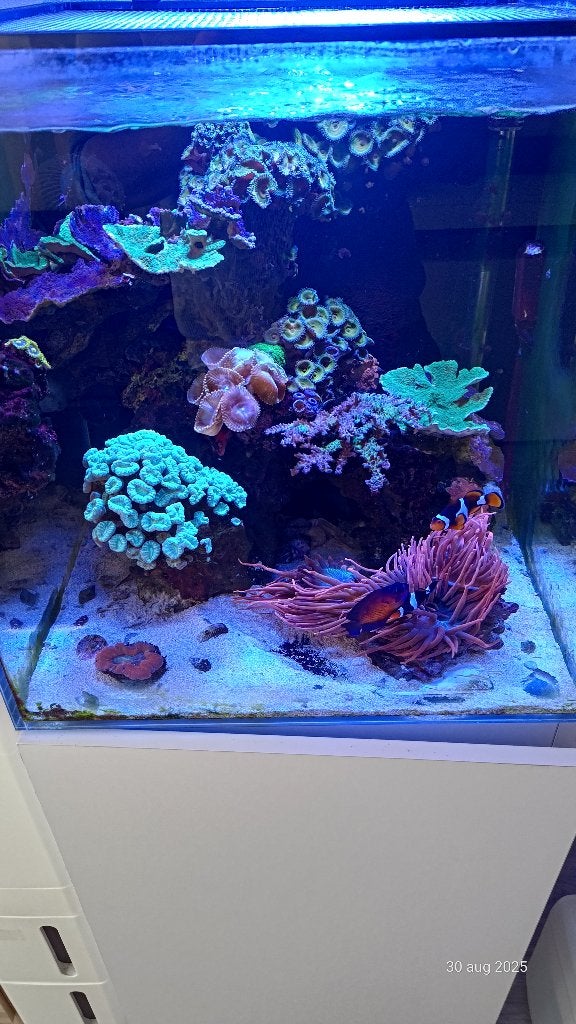 Blue Marine Reef 125, Dieren en Toebehoren, Ophalen, Gebruikt, Verwarming, Leeg aquarium