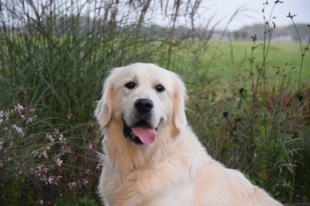 Prachtige Golden Retriever dekreu met fci stamboom., Dieren en Toebehoren, Reu, 1 tot 2 jaar, Meerdere, CDV (hondenziekte)