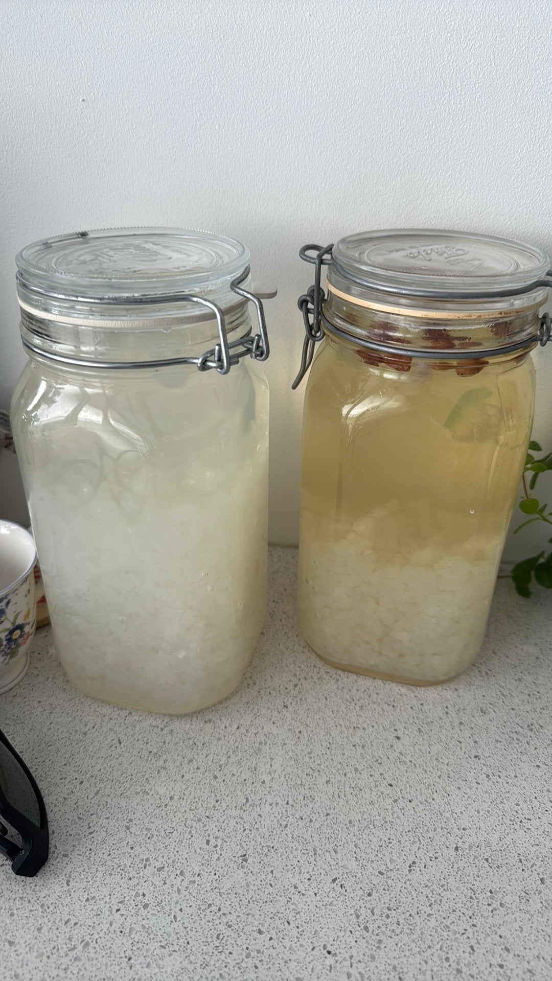 Gratis waterkefir korrels, Ophalen