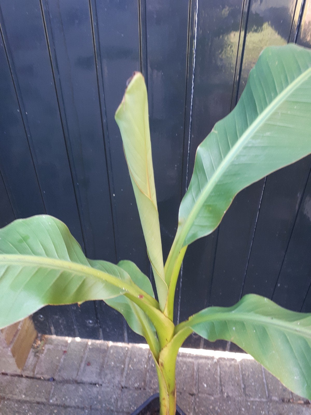 Musa Basjoo - Winterharde Bananenplant (110 cm), Ophalen, Volle zon, Vaste plant, Bloeit niet