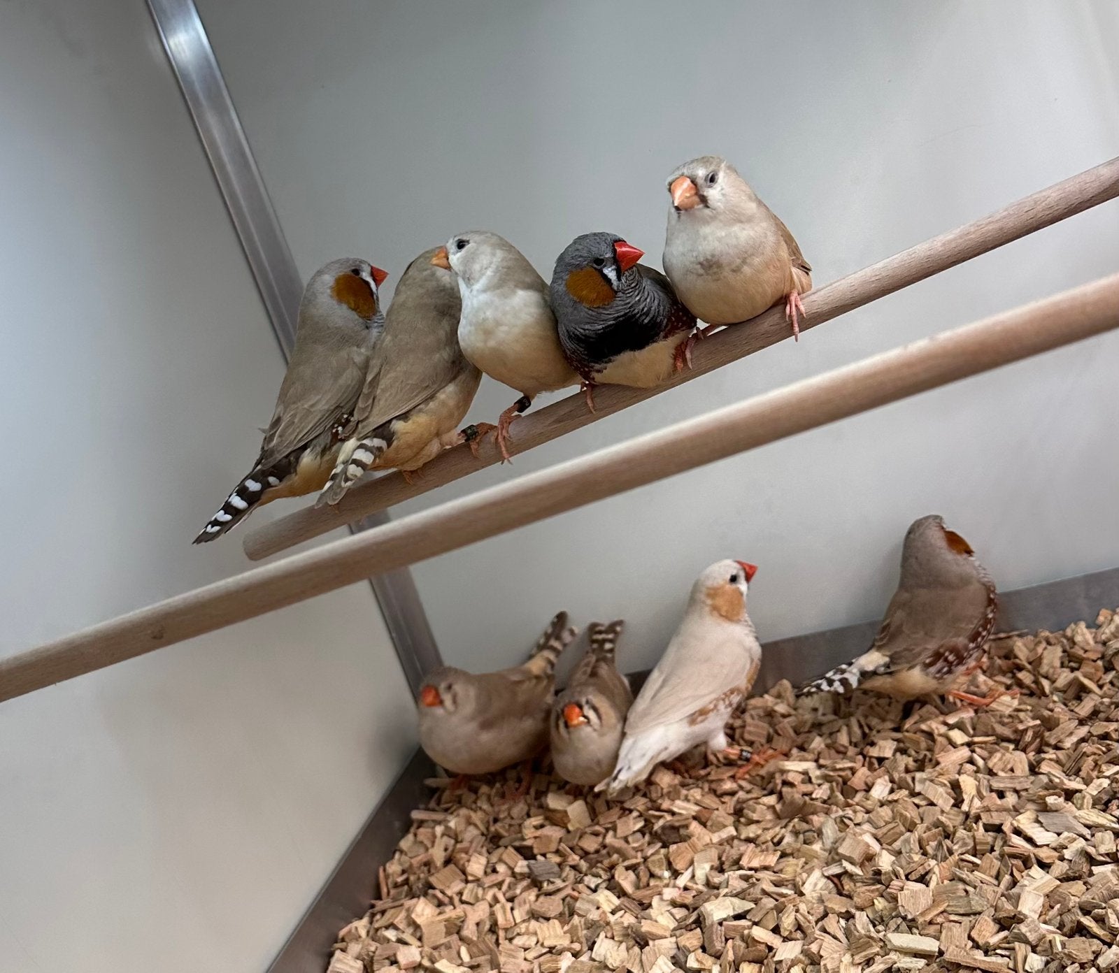 Zebravinken, Meerdere dieren, Tropenvogel