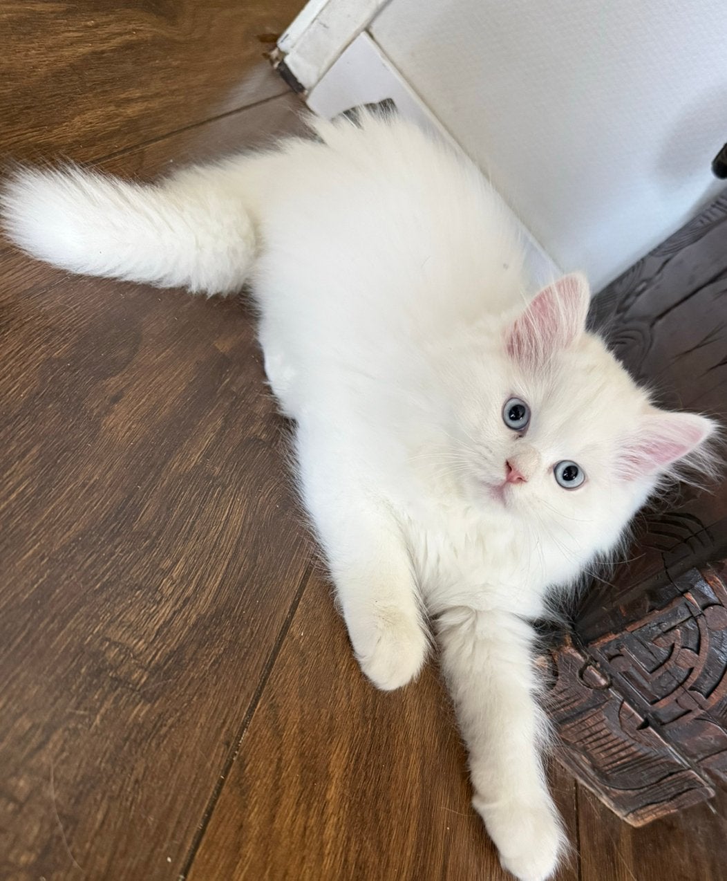 Ragdoll kittens te koop 650, Dieren en Toebehoren, Katten en Kittens | Overige Katten, Meerdere dieren