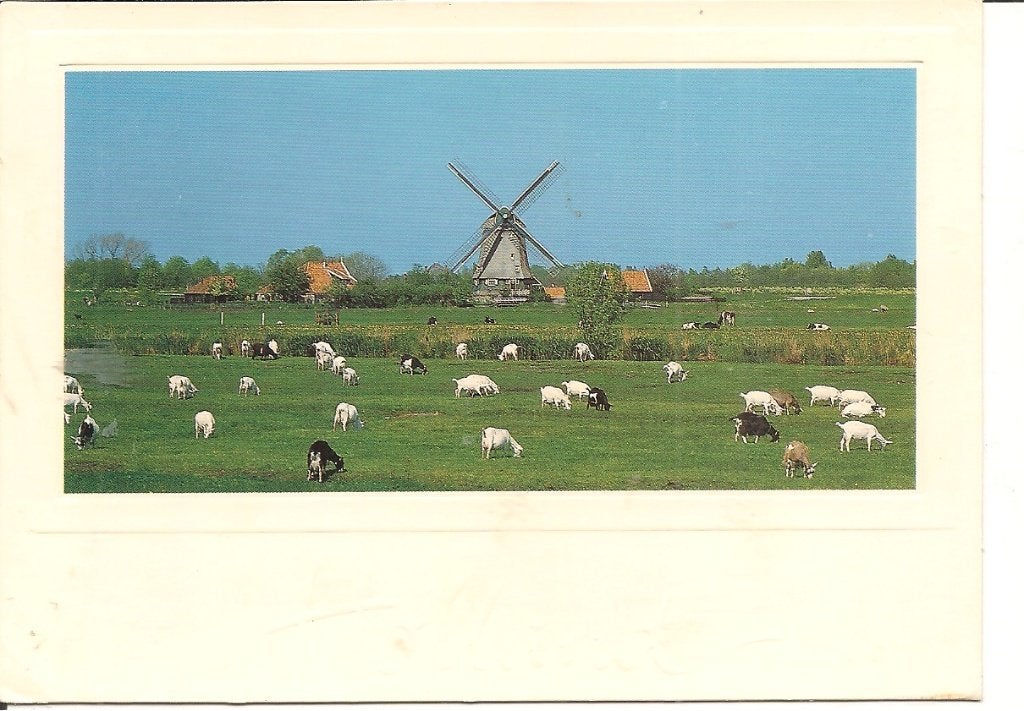 Ansichtkaart: Molen en Geiten in Friesland, Ophalen of Verzenden, 1980 tot heden, Gelopen, Friesland