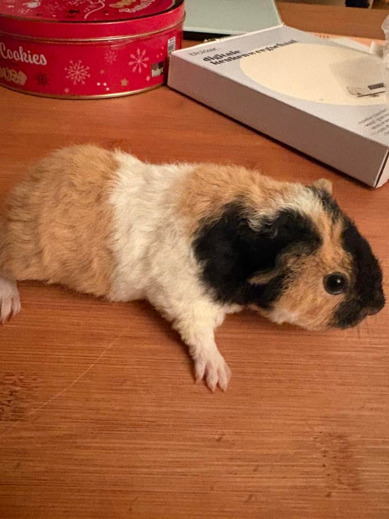Cavia beer US teddy, Cavia, April, Mannelijk, Tam