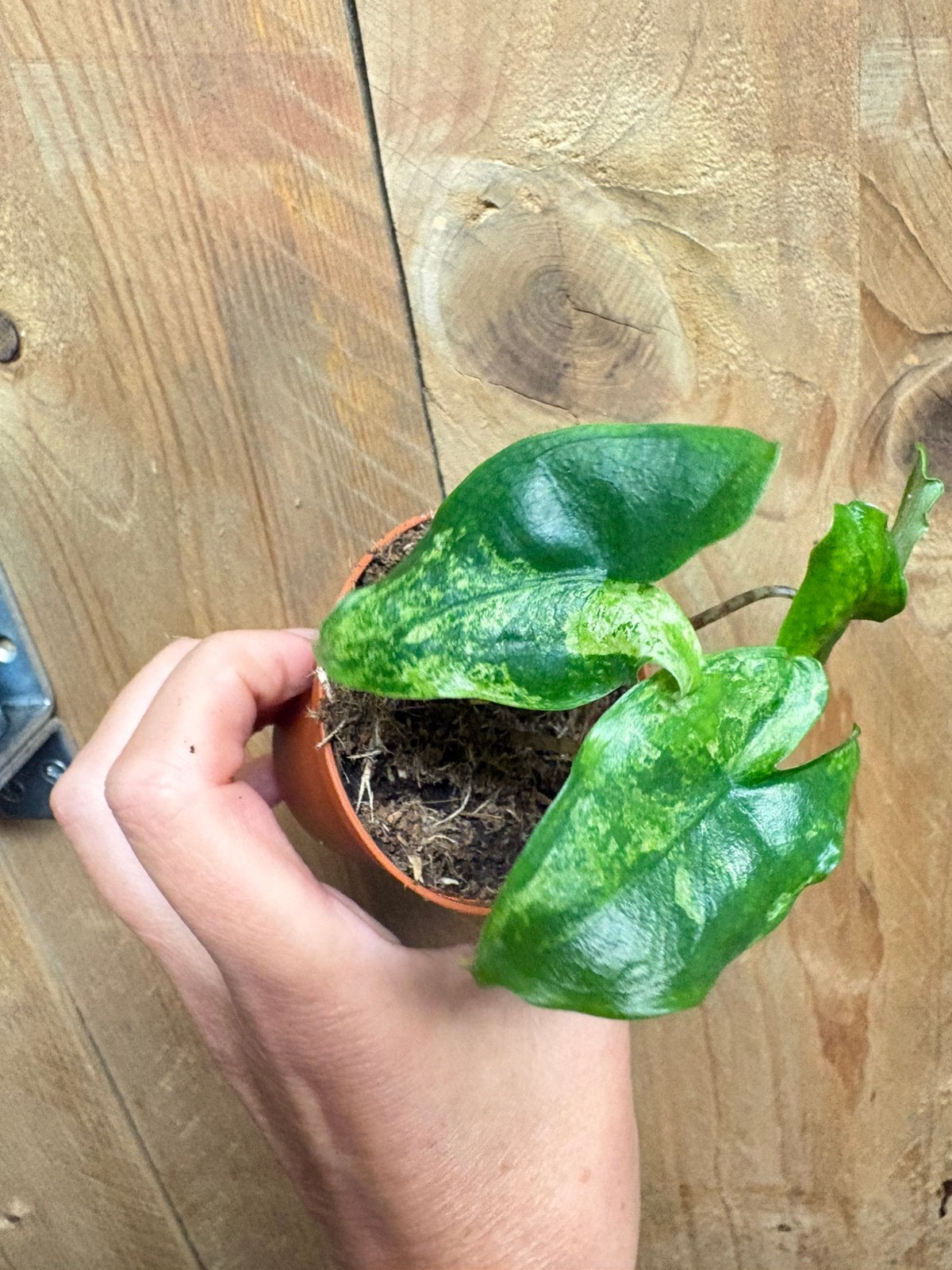 Alocasia tigrina superba variegata plant mint aurea green, Ophalen of Verzenden, Halfschaduw, Minder dan 100 cm