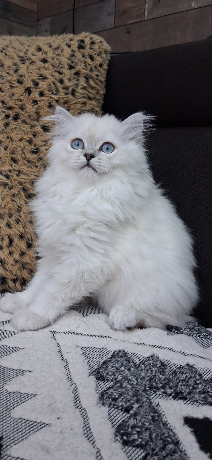 Langhaar kittens, Dieren en Toebehoren, Meerdere dieren, Ontwormd