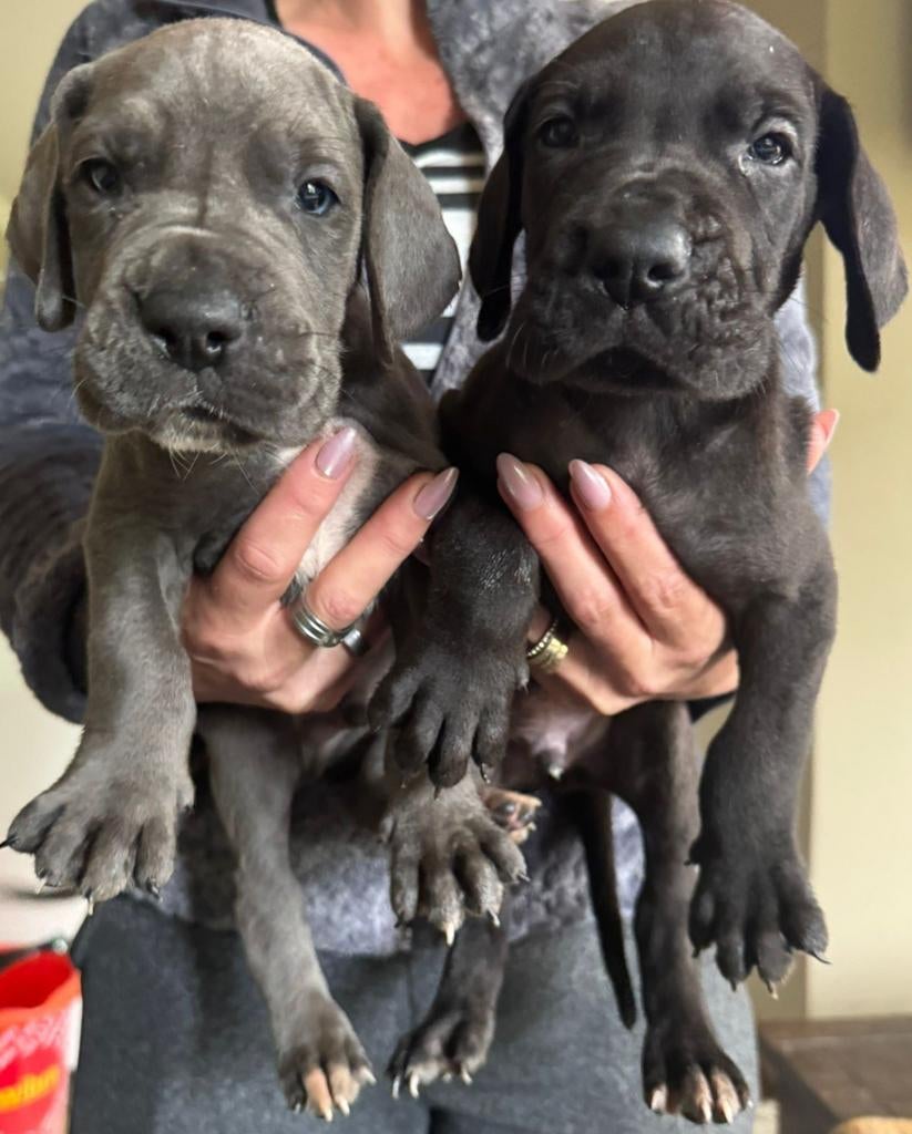Duitse dog pups, Parvo, Overige rassen, 8 tot 15 weken, Meerdere