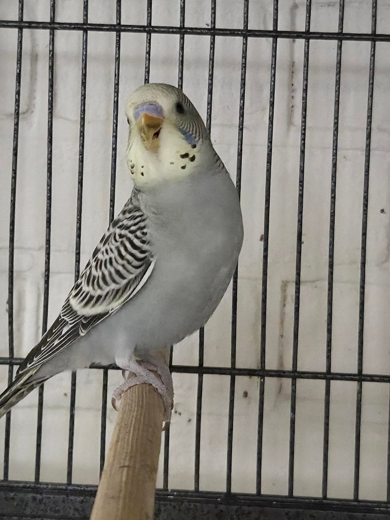 Leuke jonge grasparkieten, Dieren en Toebehoren, Vogels | Parkieten en Papegaaien, Meerdere dieren, Parkiet