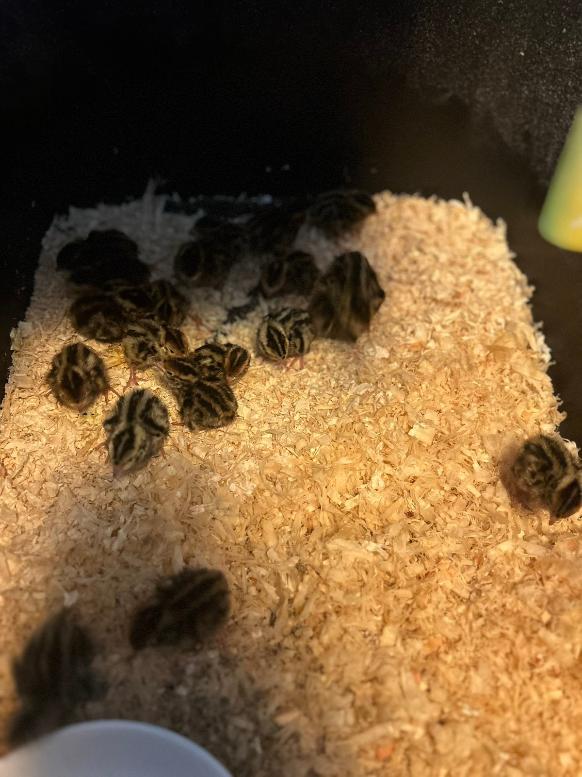 Japanse kwartel kuikens, Dieren en Toebehoren, Pluimvee, Geslacht onbekend, Overige soorten