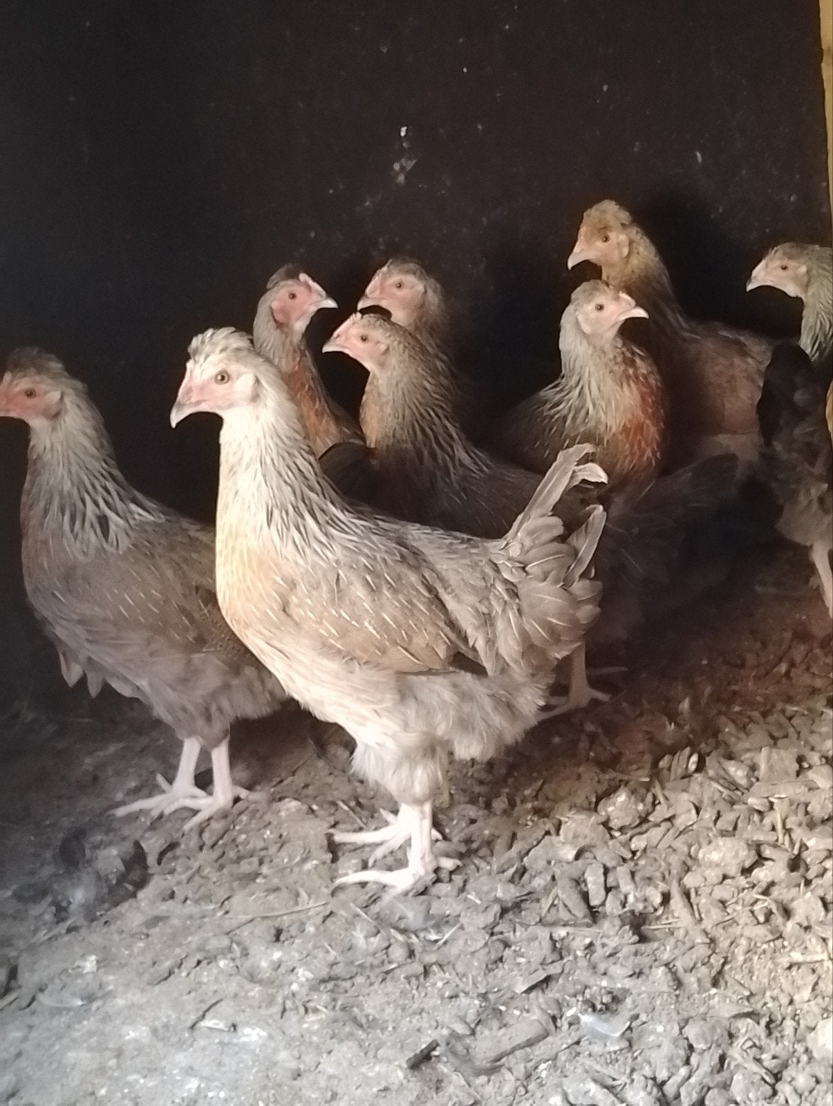 Aankomende Groen leggers kruising MaransxCreamlegbar, Meerdere dieren, Kip