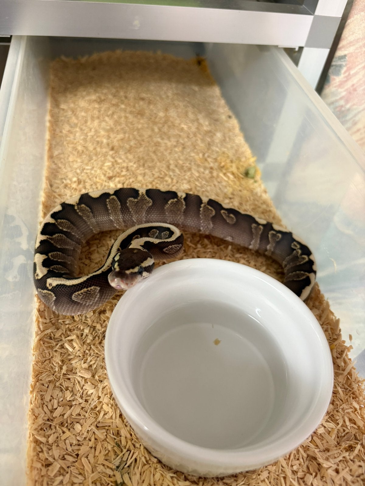 Man ghi mojave spotnose het clown ballpython koningspython Ball Python photo 2