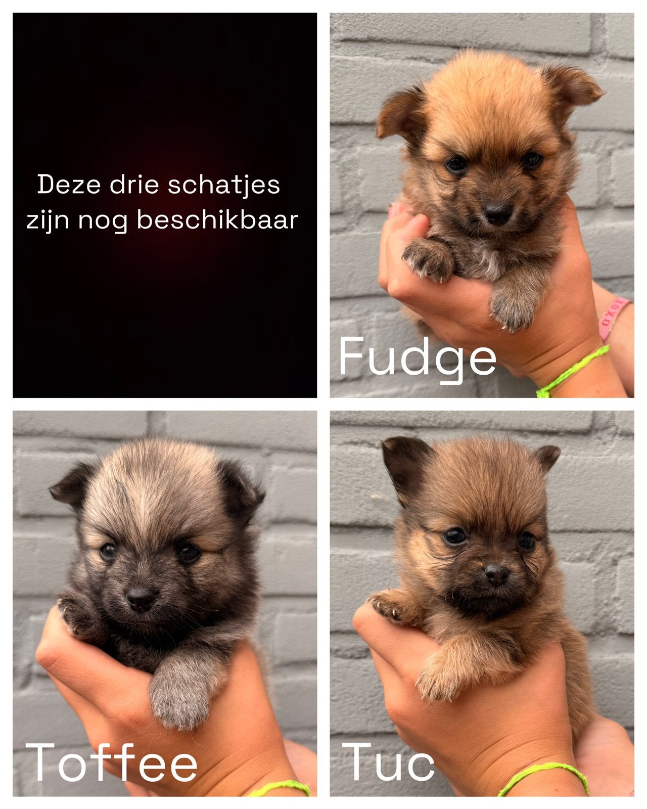 Pomchi puppy Pomeriaan x Chihuahua, Dieren en Toebehoren, Honden | Chihuahua's en Gezelschapshonden, Parvo, Overige rassen, 8 tot 15 weken