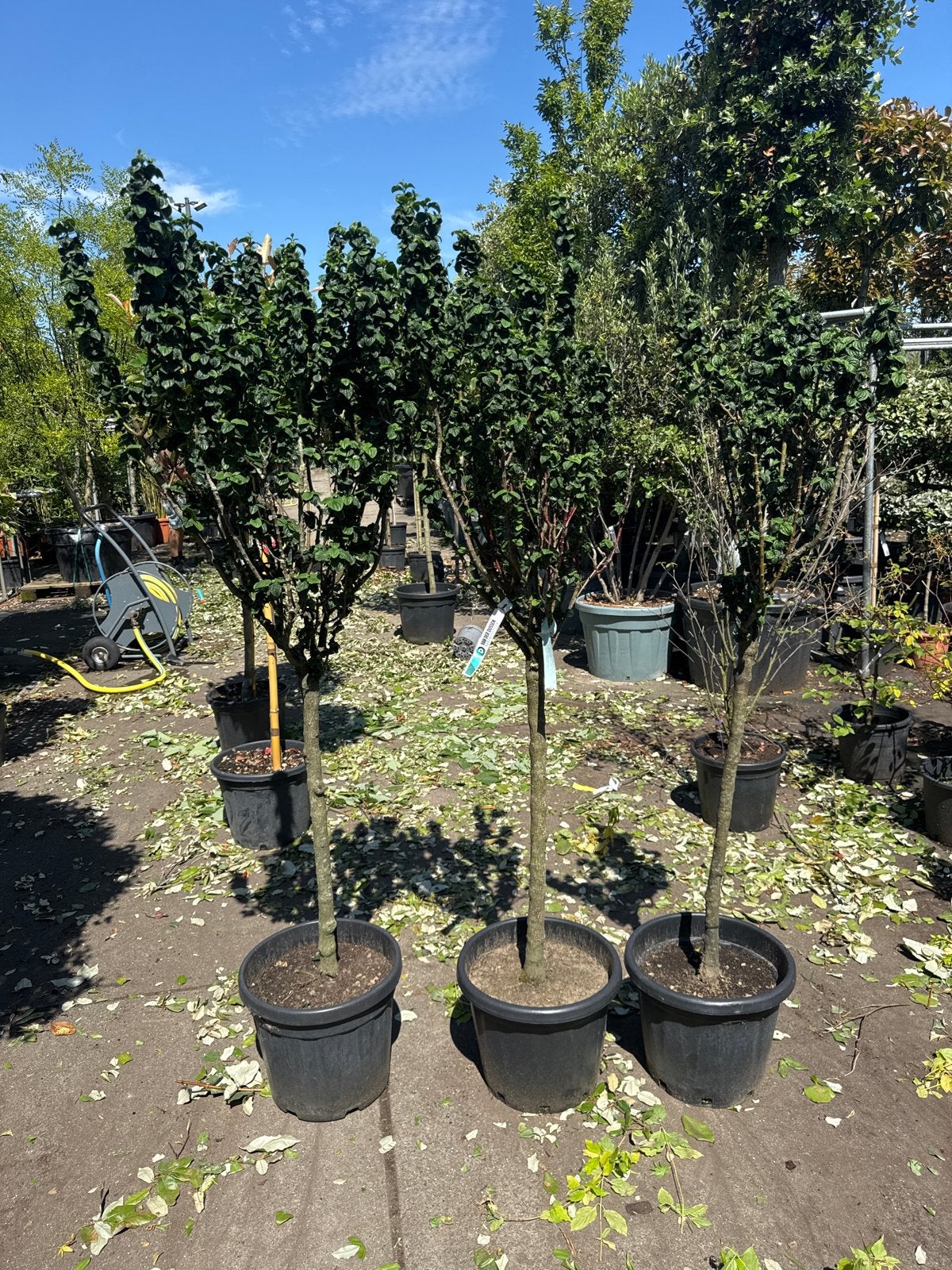Cornus compressa op stam 3 voor €100,-, Bloeit niet, Leiboom, 250 tot 400 cm, Ophalen