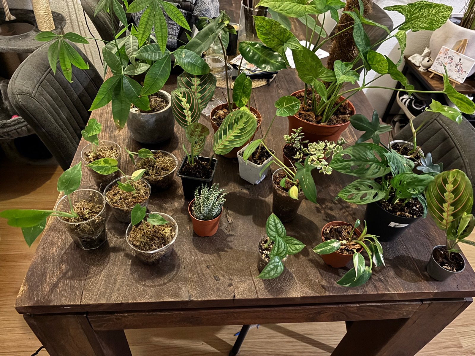Diverse planten ook zeldzaam, Tuin en Terras, Planten | Tuinplanten, Ophalen, Vaste plant, Bloeit niet, Halfschaduw