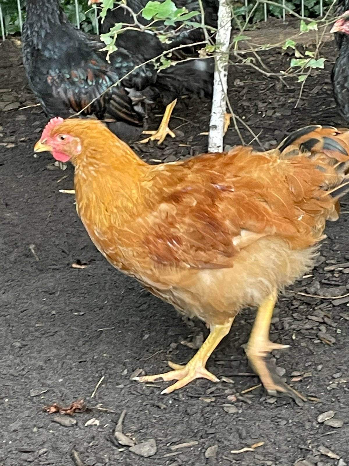 New Hampshire barnevelder hanen, Dieren en Toebehoren, Mannelijk, Kip