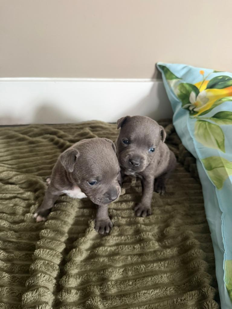 Engelse staffords pups te koop, Dieren en Toebehoren, 8 tot 15 weken, Teef, Meerdere, Middel