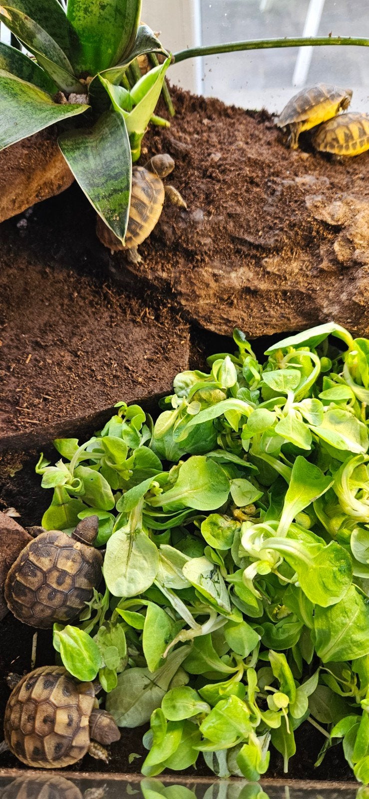 Lieve Griekse landschildpadden nakweek 2026 Tortoise photo 3