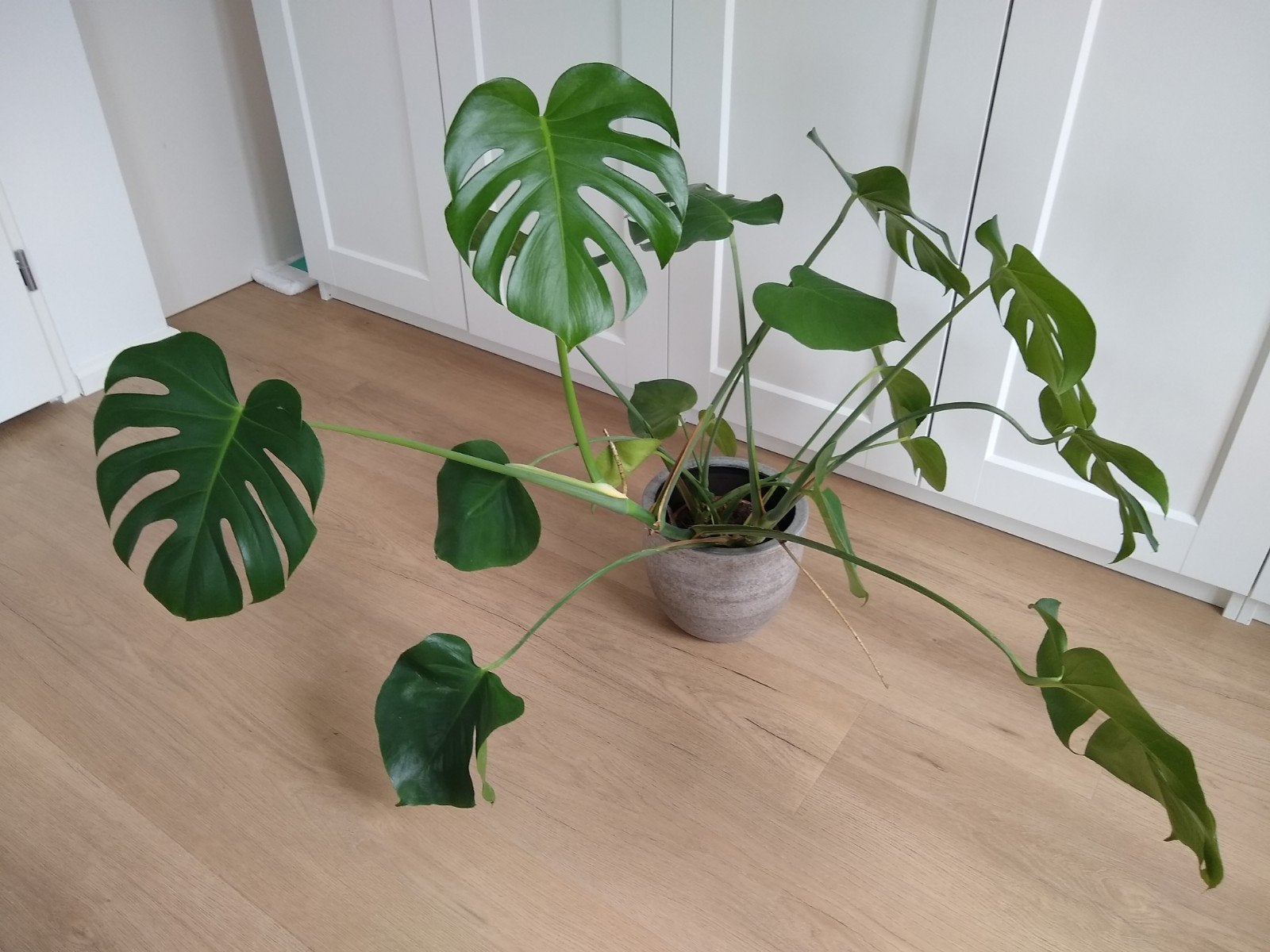 kamerplant soort = Gatenplant (Monstera Deliciosa), Ophalen, Halfschaduw, Minder dan 100 cm