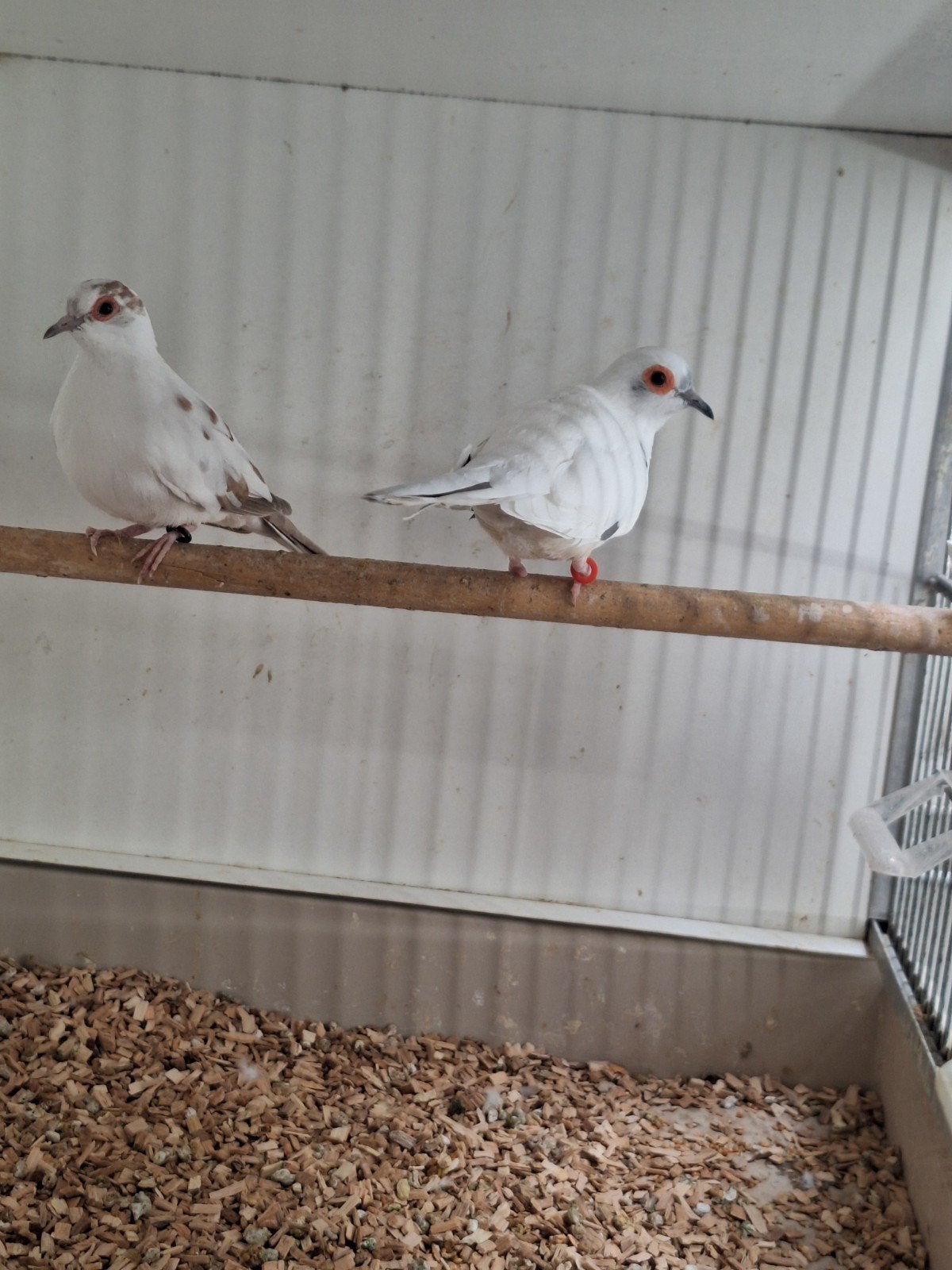 Bonte diamantduiven, Dieren en Toebehoren, Meerdere dieren, Tropenvogel, Geringd