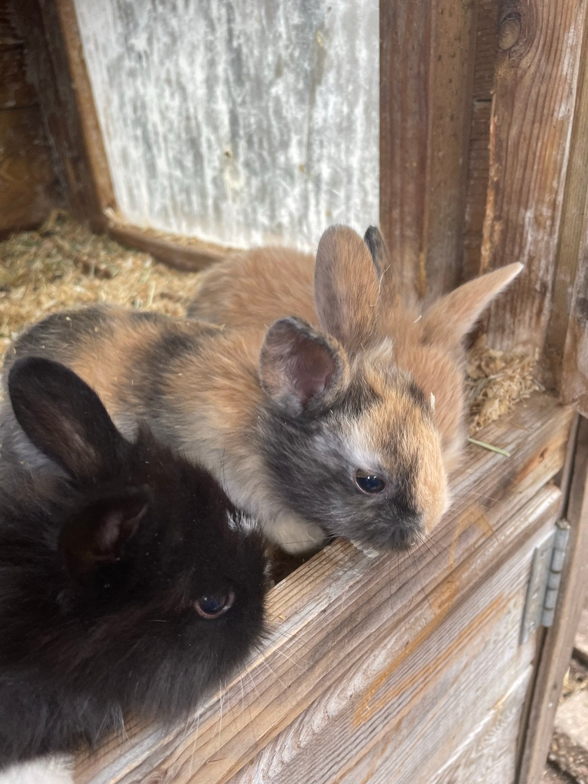 Konijntjes te koop, Dieren en Toebehoren, Konijnen, Meerdere dieren