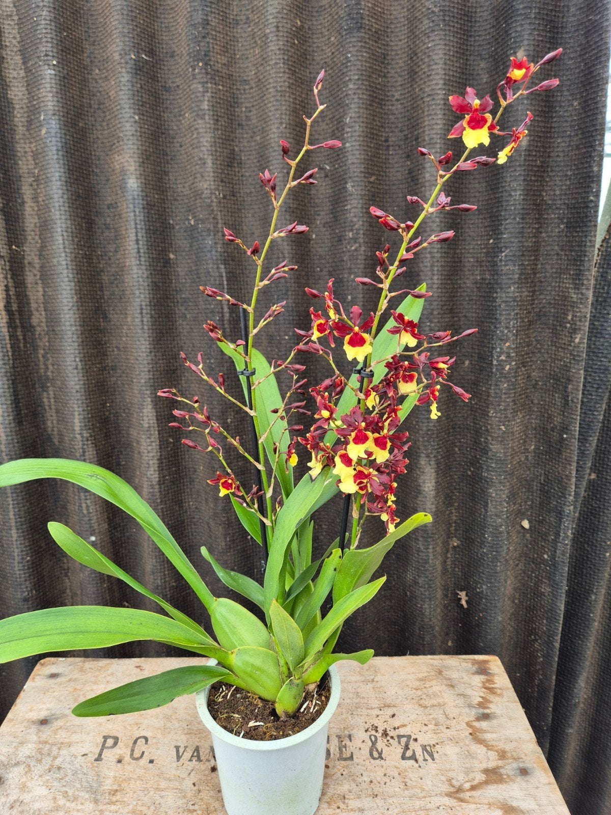 Orchidee Cambria Rosy bruin geel 2 tak p12 (3), Ophalen of Verzenden, Halfschaduw, Minder dan 100 cm