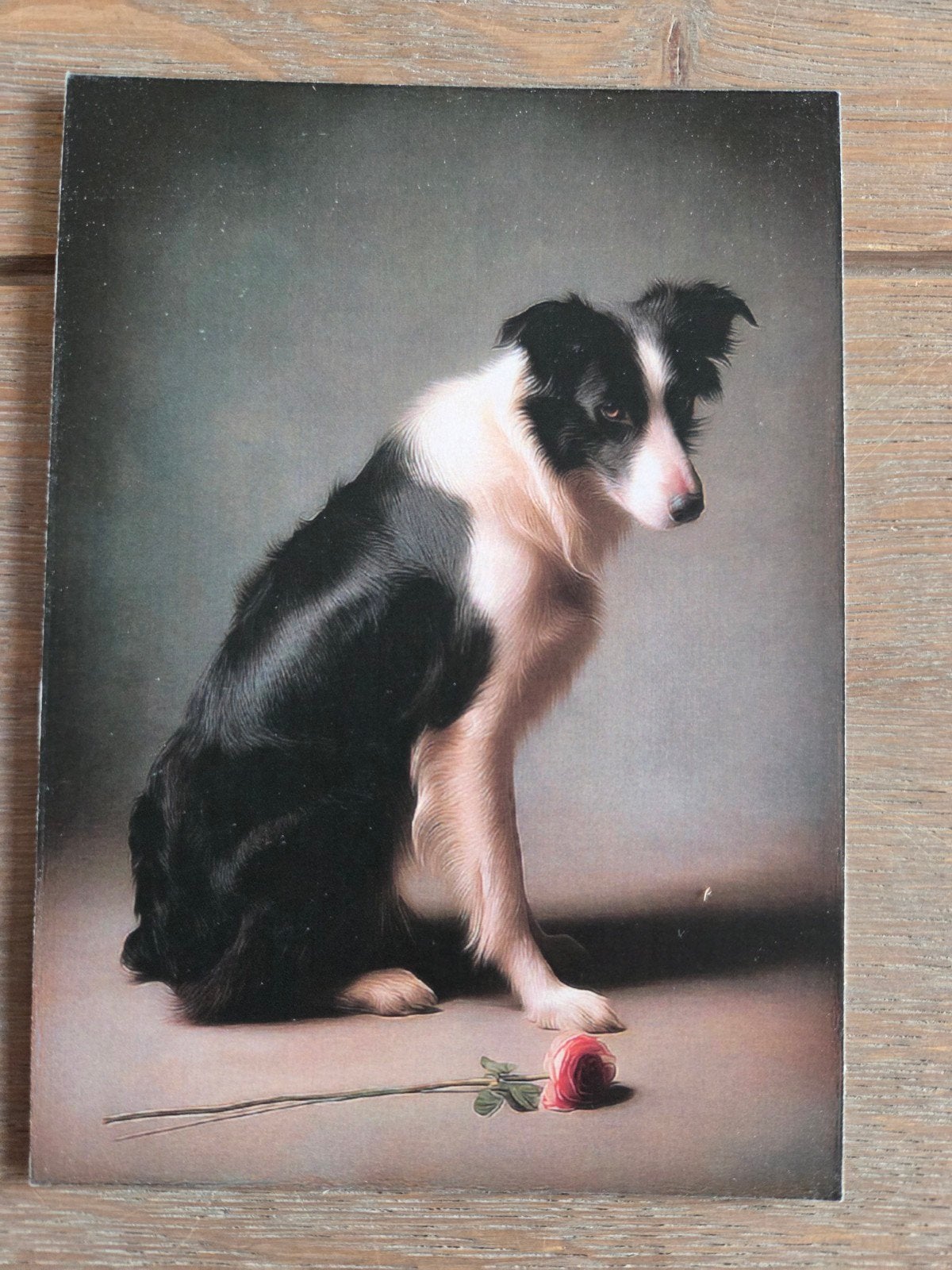 BORDER COLLIE, Ophalen, Hond of Kat