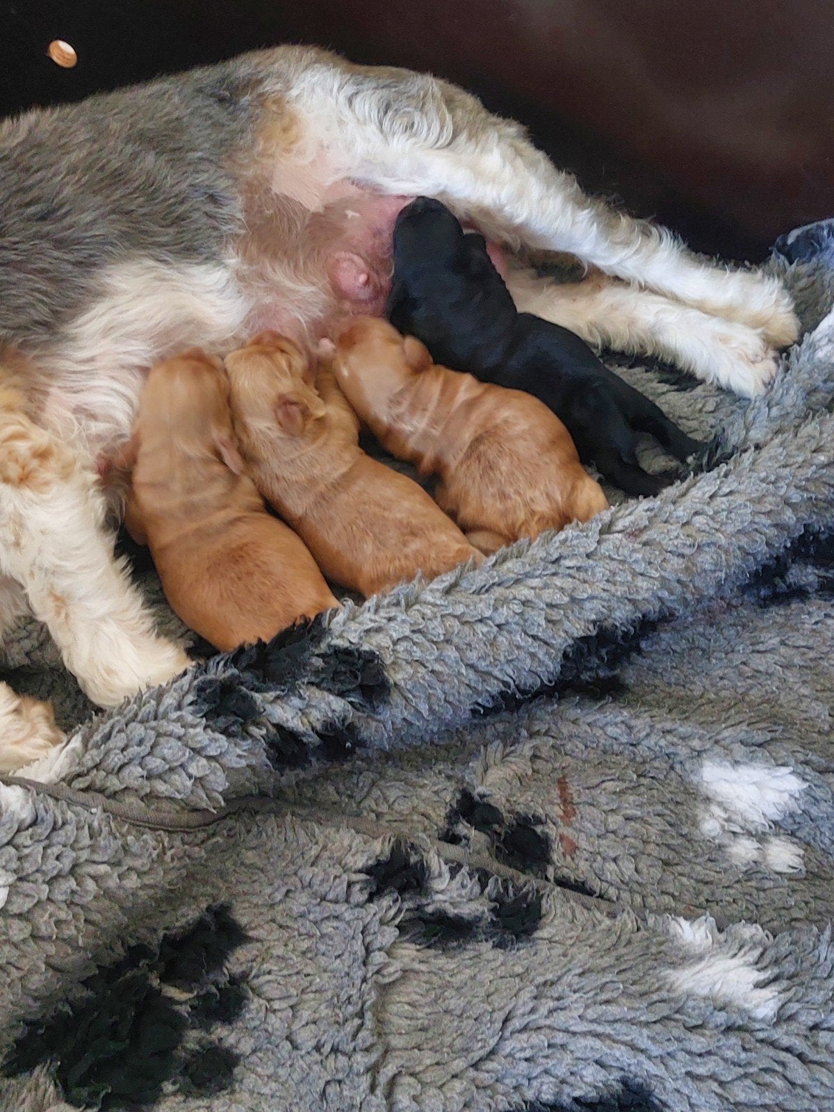 labradoodle x cockapoo pups, Overige rassen, 8 tot 15 weken, Parvo, Meerdere