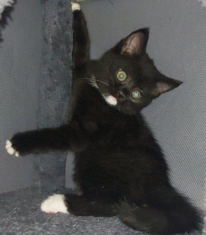 Britse korthaar kitten poesje, 0 tot 2 jaar