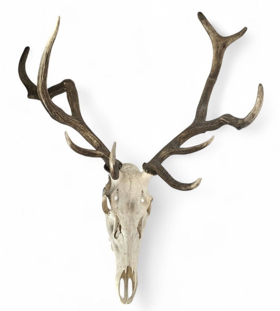 1117. Hertengewei met schedel – taxidermie, 20e eeuw