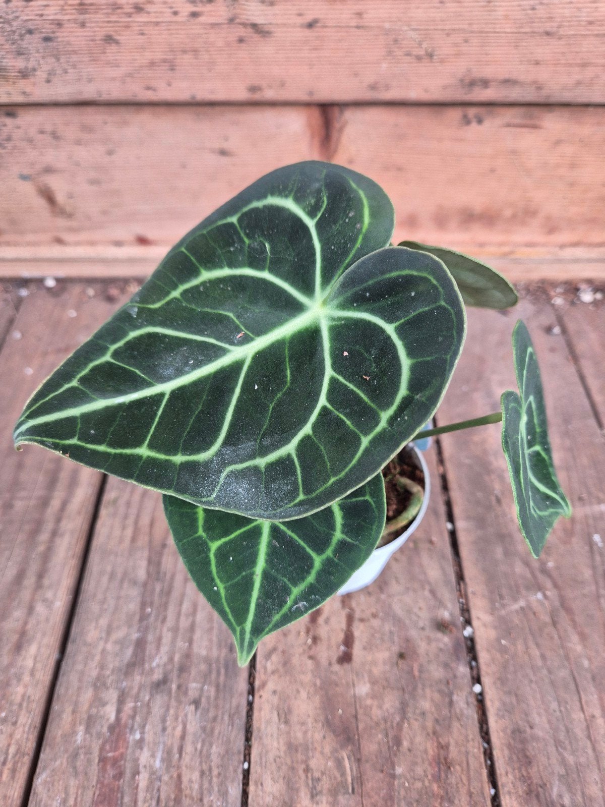 Anthurium Clarinervium p7, meerdere vergelijkbare exemplaren, Ophalen of Verzenden, Halfschaduw, Minder dan 100 cm
