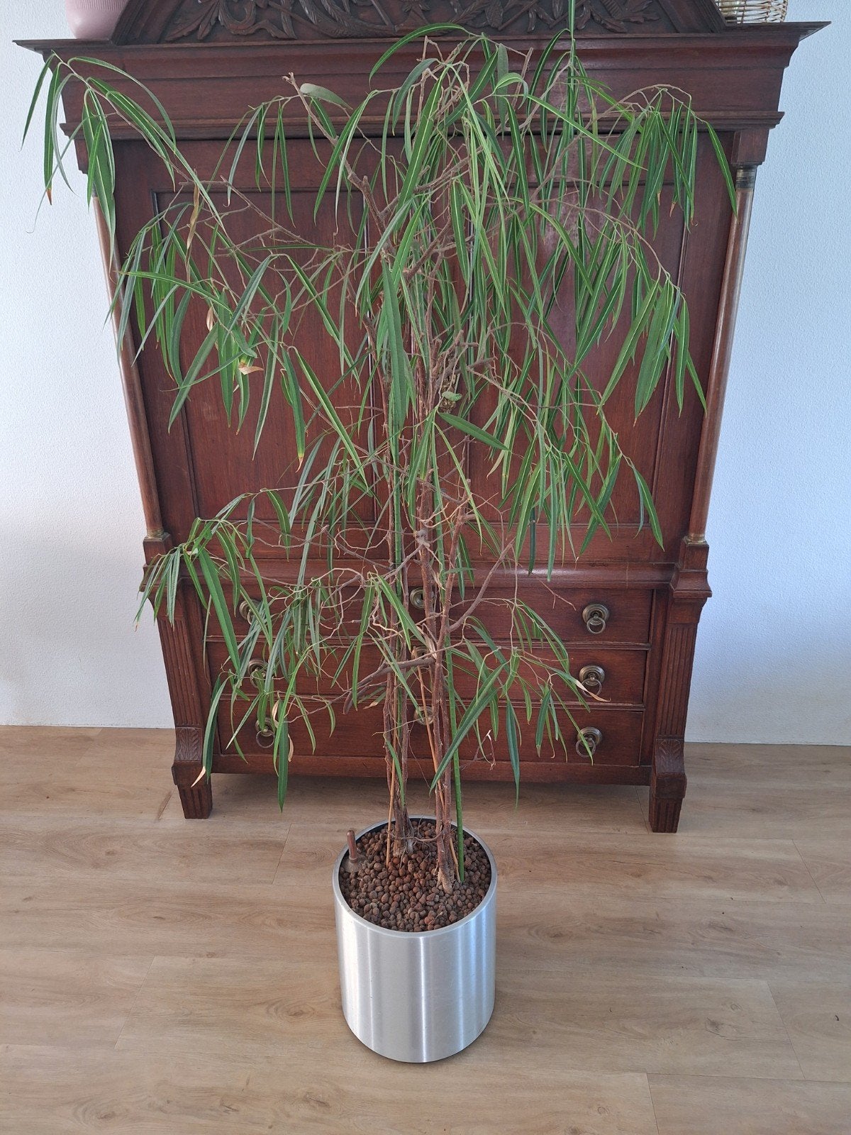 ficus op hydrokultuur, Ophalen, Ficus, 200 cm of meer, Halfschaduw