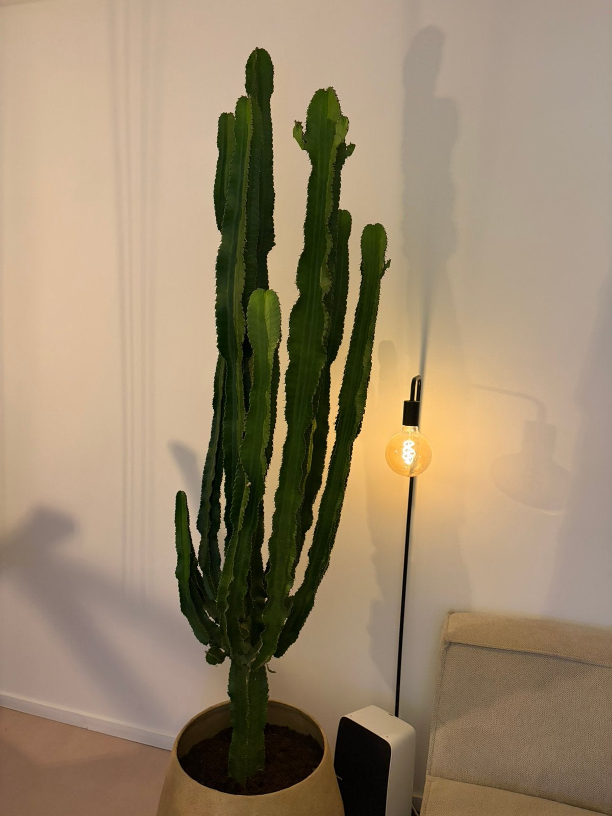 XL cactus (euphorbia trigona) 200cm hoog, Ophalen, 200 cm of meer, Cactus, Volle zon